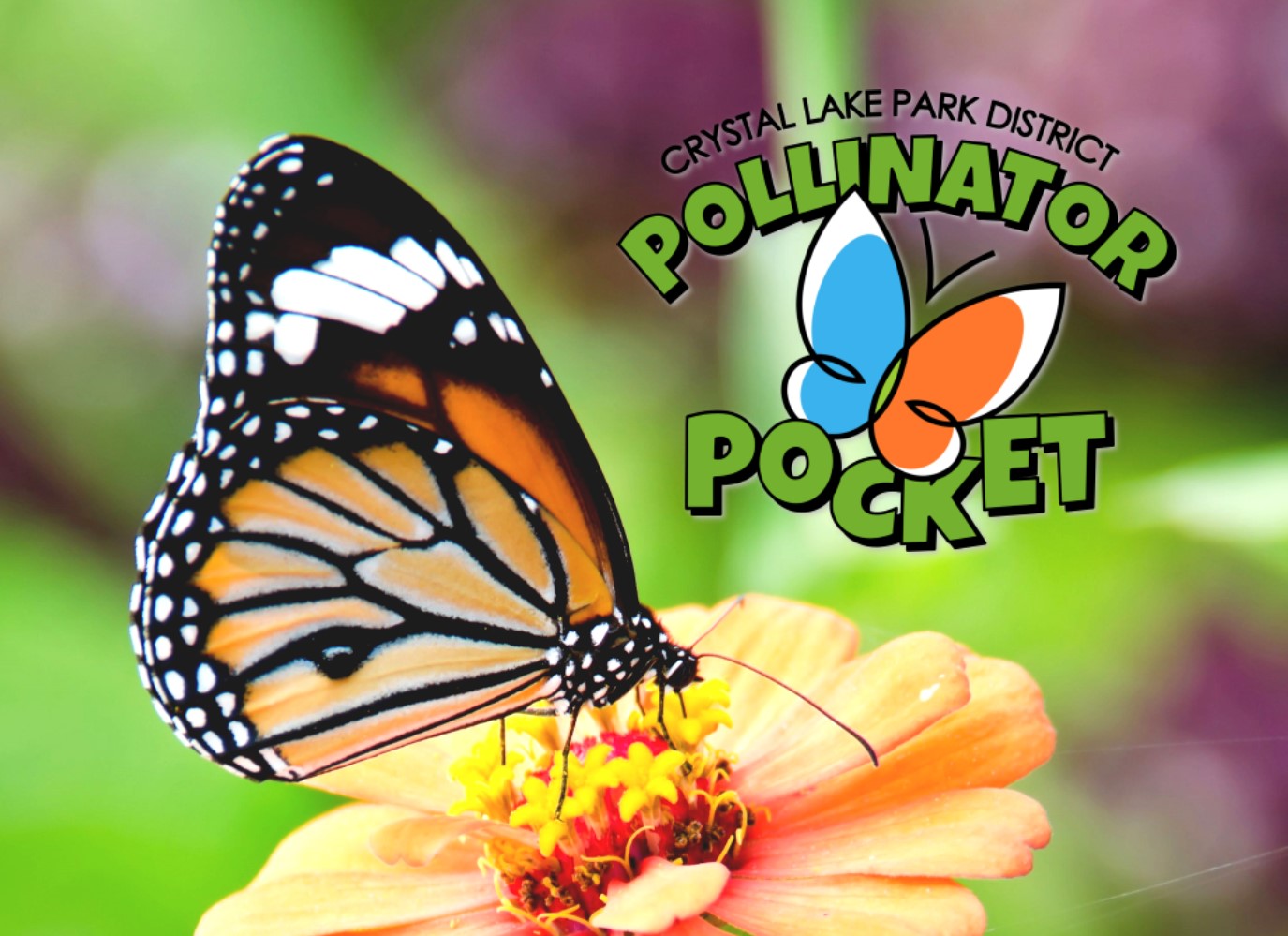 ----pollinator pockets web block.jpg